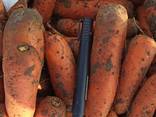 Продам морковь - photo 2