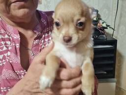 Продам щенков чихуахуа