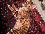 Продаю бенгальскую кошечку - photo 2
