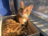Продаю бенгальскую кошечку - photo 3