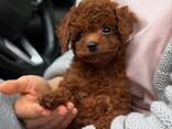 Щенки той-пуделя ищут заботливых хозяев. - фото 1