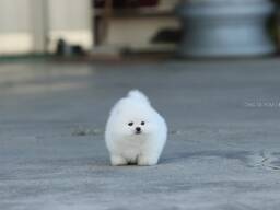 Померанского шпица