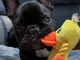 Wunderschöne, gesunde Französische Bulldoggenwelpen - фото 1