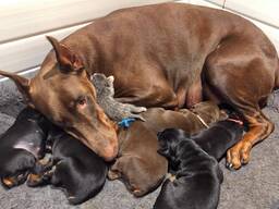 Dobermannwelpen (KC-registriert) zu verkaufen