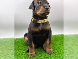 KC-registrierte Dobermann-Welpen zu verkaufenmm,
