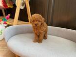 Продаются щенки той-пуделя - фото 2
