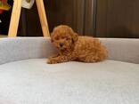 Продаются щенки той-пуделя - фото 3