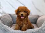 Hallo Zwergpudel zu verkaufen - photo 3