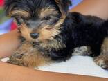 Продаются щенки йоркширского терьера, - фото 3