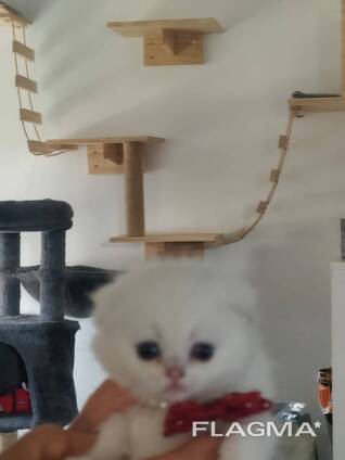 Продажа кошечки