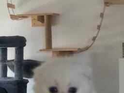 Продажа кошечки