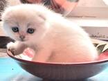 Продажа кошечки - фото 7