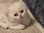 Продажа кошечки - фото 8