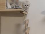 Шотландские котята (Scottish Straight c отличной родословной - photo 6