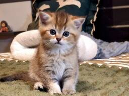 Шотландские вислоухие котята (Scottish Fold) с отличной родословной