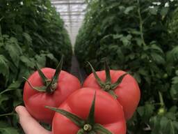 Großhandel mit Tomaten, Tomaten aus Turkmenistan für den Export zu wettbewerbsfähigen Preisen