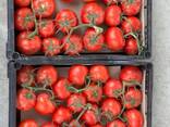 Großhandel mit Tomaten, Tomaten aus Turkmenistan für den Export zu wettbewerbsfähigen Preisen