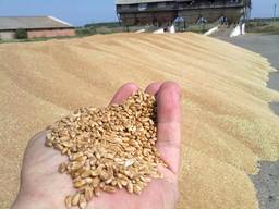 Пшеница мягкая 3 класс