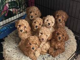 Pudelwelpen zu verkaufen