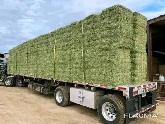 Qualitäts-Lufafa-Heu für Tierfuttermittel Alfalfa