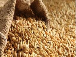 Pure Barley Grain / Barley Malt Grain / Hulled Barley Grain For Sales