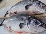 New Batch Fresh Atlantic Salmon Fish From Norway / Atlantic Salmon Fish For Sale Worldwide - photo 1