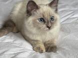 Ragdoll-Kätzchen - фото 3