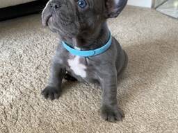 Rakastan ranskanbulldoggia