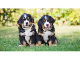 Registrierte Berner Sennenhundwelpen