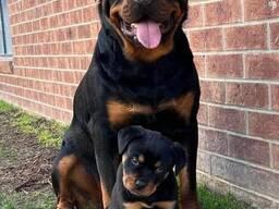 Reiner Rottweilerwelpen