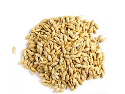 Reines Gerstenkorn / Tierfuttergerste / Natürliche Bio-Gerstenkörner für den Großhandel