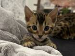 Reinrassige Bengal Kitten mit Champion-Genen | бенгальские котята - фото 2