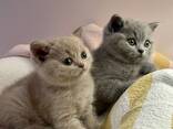 Reinrassige Britisch Kurzhaar-Kätzchen. - фото 2