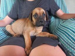 Reinrassige Bullmastiff-Welpen zu verkaufen.