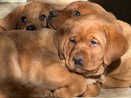 Reinrassige fuchsrote Labradorwelpen – nur noch 2 Hündinnen verfügbar