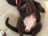 Reinrassige Labrador Retriever – exzellente Blutlinien - фото 3