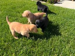 Reinrassige Labrador-Welpen suchen ein neues Zuhause.