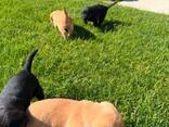 Reinrassige Labrador-Welpen suchen ein neues Zuhause. - фото 3