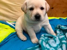 Reinrassige Labradorwelpen