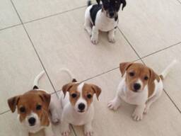 Reinrassige Miniatur-Jack-Russell-Welpen