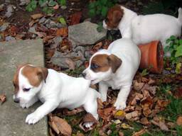 Reinrassige Miniatur-Jack-Russell-Welpen