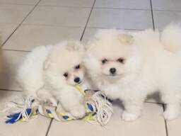 Щенки чистокровного померанского шпица