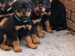 Reinrassige Rottweilerwelpen ab sofort verfügbar: