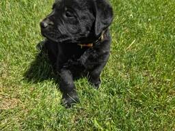 Reinrassige schwarze Labradorwelpen suchen ein liebevolles Zuhause