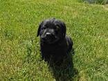 Reinrassige schwarze Labradorwelpen suchen ein liebevolles Zuhause - фото 1