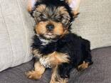 Йоркширского терьера на продажу. - фото 1