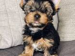 Йоркширского терьера на продажу. - фото 3