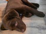 Reinrassiger Schokoladenlabradorwelpe sucht ein neues Zuhause - фото 1