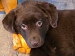 Reinrassiger Schokoladenlabradorwelpe sucht ein neues Zuhause - фото 3