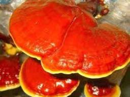 Reishi-Pilz, Lingzhi, Ganoderma lucidum